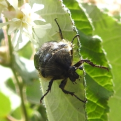 Bisallardiana gymnopleura (Brown flower chafer) at ANBG - 11 Jan 2024 by HelenCross