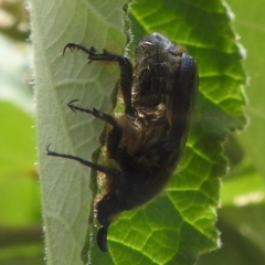 Bisallardiana gymnopleura at ANBG - 11 Jan 2024 11:52 AM