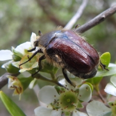 Bisallardiana gymnopleura at ANBG - 11 Jan 2024 11:52 AM