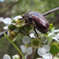 Bisallardiana gymnopleura at ANBG - 11 Jan 2024 11:52 AM