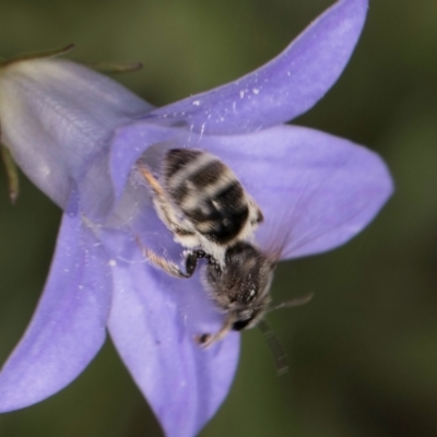 Lasioglossum (Chilalictus) sp. (genus & subgenus) (Halictid bee) at Latham, ACT - 10 Jan 2024 by kasiaaus