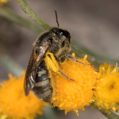 Lasioglossum (Chilalictus) sp. (genus & subgenus) (Halictid bee) at Umbagong District Park - 10 Jan 2024 by kasiaaus