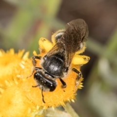 Lasioglossum (Chilalictus) sp. (genus & subgenus) at Latham, ACT - 10 Jan 2024