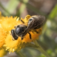 Lasioglossum (Chilalictus) sp. (genus & subgenus) at Latham, ACT - 10 Jan 2024