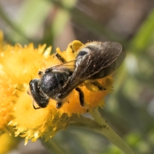 Lasioglossum (Chilalictus) sp. (genus & subgenus) at Latham, ACT - 10 Jan 2024