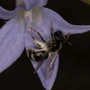 Lasioglossum (Chilalictus) sp. (genus & subgenus) at Latham, ACT - 10 Jan 2024 04:46 PM