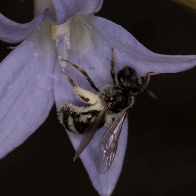 Lasioglossum (Chilalictus) sp. (genus & subgenus) (Halictid bee) at Latham, ACT - 10 Jan 2024 by kasiaaus