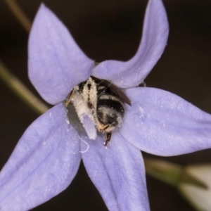 Lasioglossum (Chilalictus) sp. (genus & subgenus) at Latham, ACT - 10 Jan 2024 04:46 PM