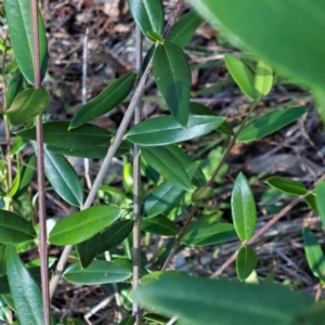 Olea europaea subsp. cuspidata at Mount Ainslie - 11 Jan 2024