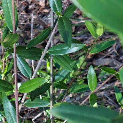 Olea europaea subsp. cuspidata (African Olive) at Mount Ainslie - 11 Jan 2024 by abread111