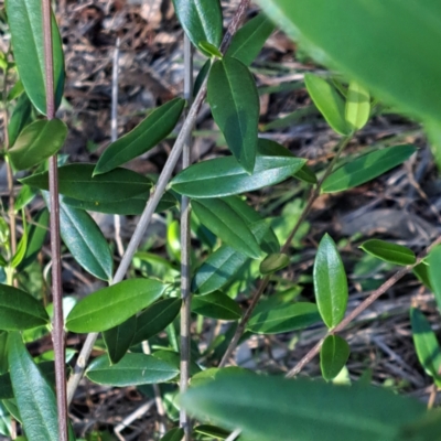 Olea europaea subsp. cuspidata (African Olive) at Mount Ainslie - 11 Jan 2024 by abread111