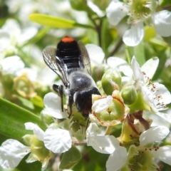 Megachile erythropyga (Resin Bee) at ANBG - 11 Jan 2024 by HelenCross