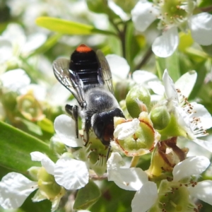 Megachile erythropyga at ANBG - 11 Jan 2024