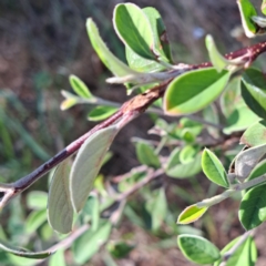 Cotoneaster pannosus (Cotoneaster) at Mount Ainslie - 11 Jan 2024 by abread111