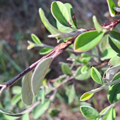 Cotoneaster pannosus (Cotoneaster) at Mount Ainslie - 11 Jan 2024 by abread111