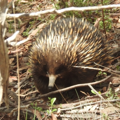 Tachyglossus aculeatus (Short-beaked Echidna) at ANBG - 11 Jan 2024 by HelenCross