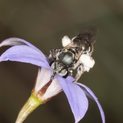 Lipotriches (Austronomia) australica at Blue Devil Grassland, Umbagong Park (BDG) - 10 Jan 2024 by kasiaaus