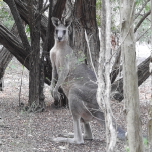 Macropus giganteus at ANBG - 11 Jan 2024 12:29 PM