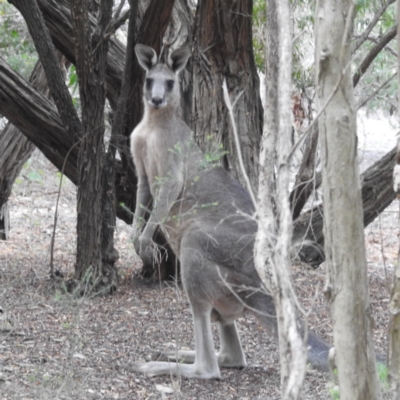 Macropus giganteus (Eastern Grey Kangaroo) at Acton, ACT - 11 Jan 2024 by HelenCross