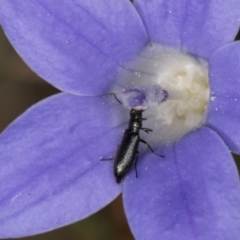 Dasytinae (subfamily) (Soft-winged flower beetle) at Umbagong District Park - 10 Jan 2024 by kasiaaus