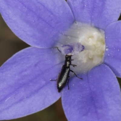 Dasytinae (subfamily) (Soft-winged flower beetle) at Umbagong District Park - 10 Jan 2024 by kasiaaus