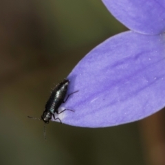 Dasytinae (subfamily) at Latham, ACT - 10 Jan 2024