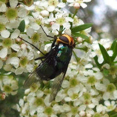 Rutilia (Ameniamima) argentifera at ANBG - 11 Jan 2024