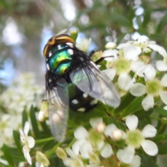 Rutilia (Ameniamima) argentifera at ANBG - 11 Jan 2024