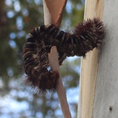 Chelepteryx collesi (White-stemmed Gum Moth) at Acton, ACT - 11 Jan 2024 by HelenCross