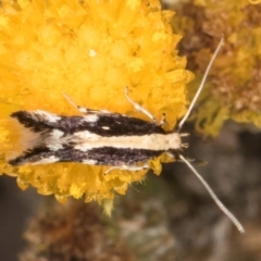 Labdia oxysema (A Curved-horn moth) at Latham, ACT - 10 Jan 2024 by kasiaaus