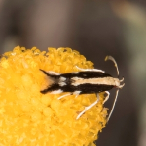 Labdia oxysema at Latham, ACT - 10 Jan 2024 05:11 PM