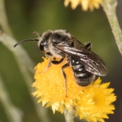 Lasioglossum (Chilalictus) sp. (genus & subgenus) (Halictid bee) at Umbagong District Park - 10 Jan 2024 by kasiaaus