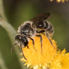 Lasioglossum (Chilalictus) sp. (genus & subgenus) at Blue Devil Grassland, Umbagong Park (BDG) - 10 Jan 2024