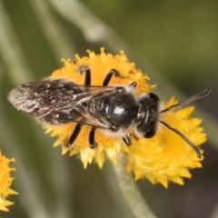 Lasioglossum (Chilalictus) sp. (genus & subgenus) at Blue Devil Grassland, Umbagong Park (BDG) - 10 Jan 2024