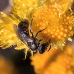 Lasioglossum (Homalictus) sp. (genus & subgenus) (Furrow Bee) at Blue Devil Grassland, Umbagong Park (BDG) - 10 Jan 2024 by kasiaaus