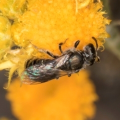 Lasioglossum (Homalictus) sp. (genus & subgenus) at Blue Devil Grassland, Umbagong Park (BDG) - 10 Jan 2024