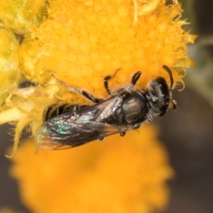 Lasioglossum (Homalictus) sp. (genus & subgenus) at Latham, ACT - 10 Jan 2024