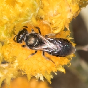 Lasioglossum (Homalictus) sp. (genus & subgenus) at Latham, ACT - 10 Jan 2024