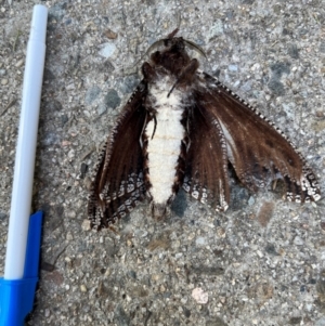 Endoxyla (genus) at Rivett, ACT - 11 Jan 2024