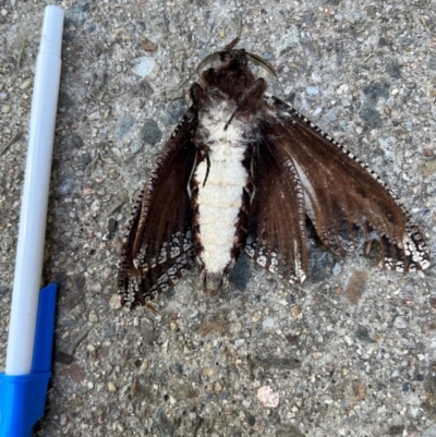 Endoxyla (genus) (Unknown Wood Moth) at Rivett, ACT - 11 Jan 2024 by PGL