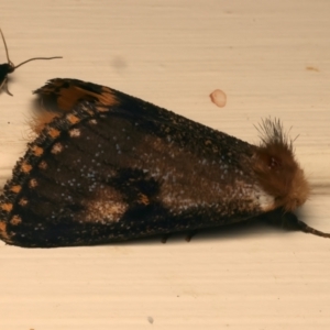 Epicoma contristis at Ainslie, ACT - 10 Jan 2024