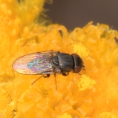 Muscidae (family) (Unidentified muscid fly) at Umbagong District Park - 10 Jan 2024 by kasiaaus