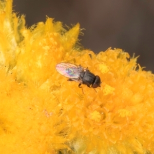 Muscidae (family) at Latham, ACT - 10 Jan 2024 05:12 PM