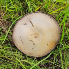 Agaricus campestris (Field Mushroom) at Tarago, NSW - 11 Jan 2024 by Csteele4