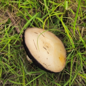 Agaricus campestris at suppressed - 11 Jan 2024