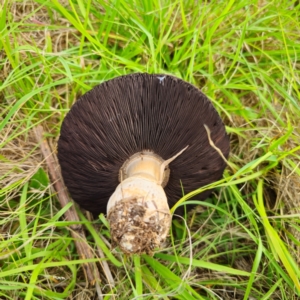 Agaricus campestris at suppressed - 11 Jan 2024