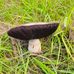 Agaricus campestris at suppressed - suppressed