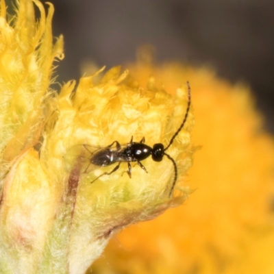 Chalcidoidea (superfamily) (A gall wasp or Chalcid wasp) at Blue Devil Grassland, Umbagong Park (BDG) - 10 Jan 2024 by kasiaaus