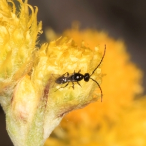 Chalcidoidea (superfamily) at Latham, ACT - 10 Jan 2024