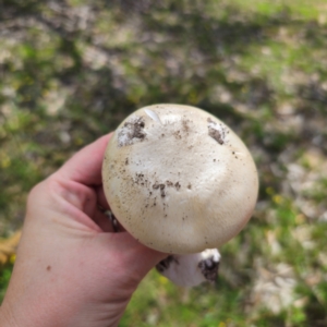 Amanita sp. at Tarago, NSW - 11 Jan 2024